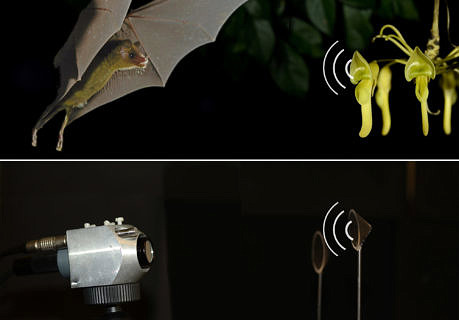 Zum Artikel "Forschungsteam entwickelt effiziente Roboternavigation inspiriert von Fledermauspflanzen"